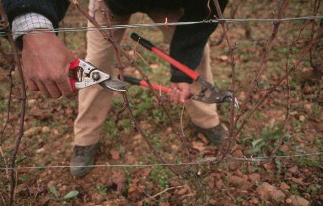 葡萄树伤流是什么原因,葡萄伤流的原因和危害