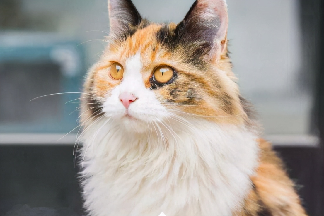 中华田园猫弃养率最高,田园猫被弃养以后会怎么样