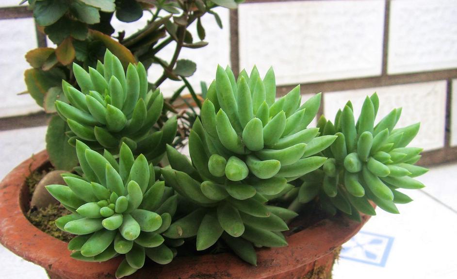 千佛手叶插苗怎么养,多肉千佛手的养殖方法和注意事项