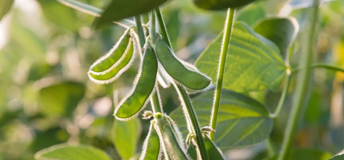 大豆结荚不结籽怎样防治,大豆不饱满怎么防治