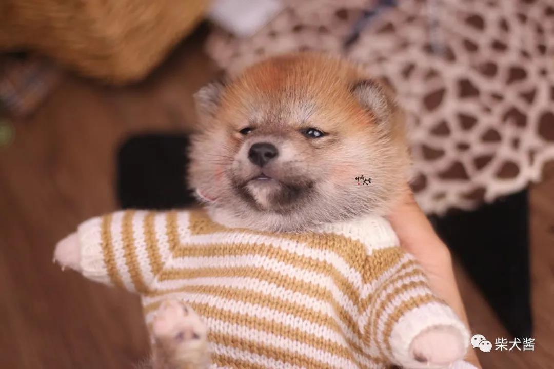 如何买到便宜又纯正的柴犬,哪里可买到又便宜又正宗的柴犬