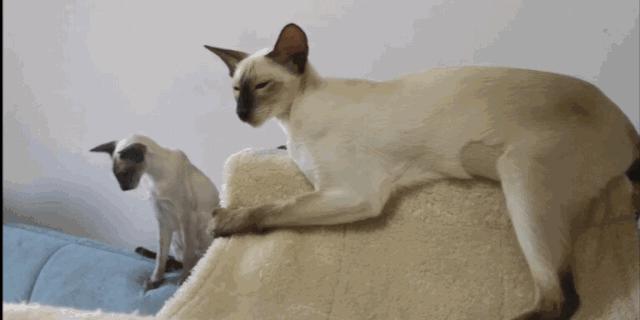 暹罗猫挖煤工怎么念,挖煤猫和暹罗猫怎么区别