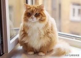 猫咪体重跟吃的猫粮计算,猫猫每日食谱大全