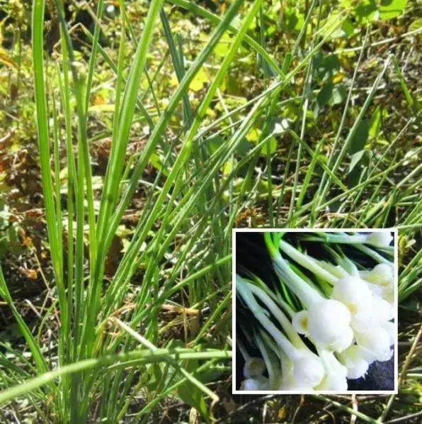 园林耐阴药大全,园林耐阴苗木套种花