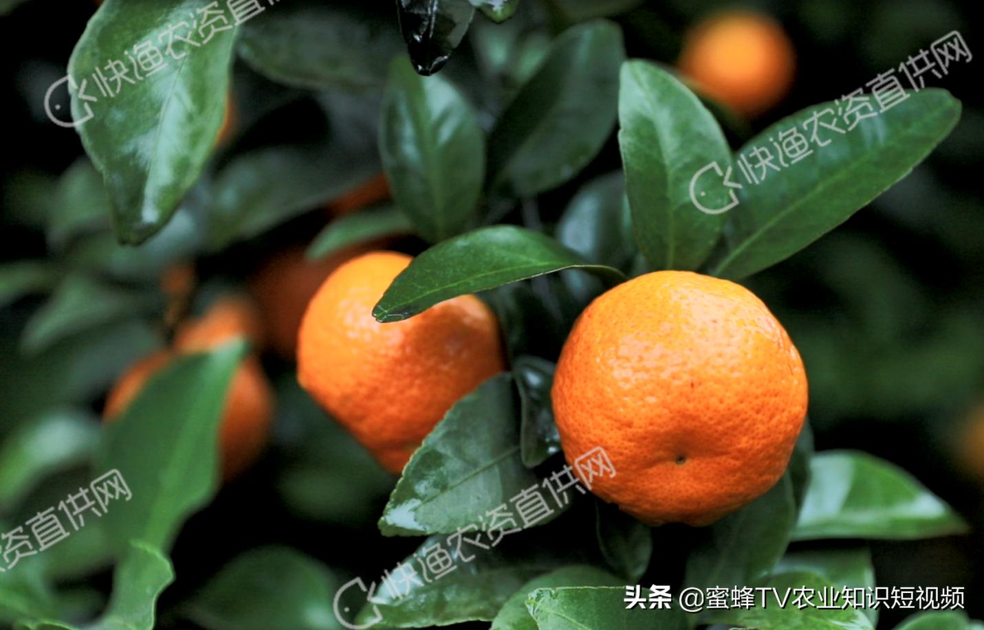 柑橘无法自然着色自然增甜,柑橘快速增甜着色方法有哪些