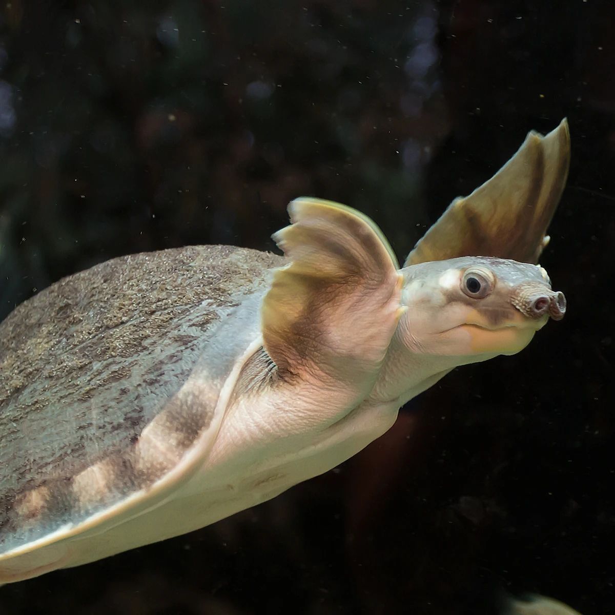 淡水猪鼻龟,淡水猪鼻龟吃啥