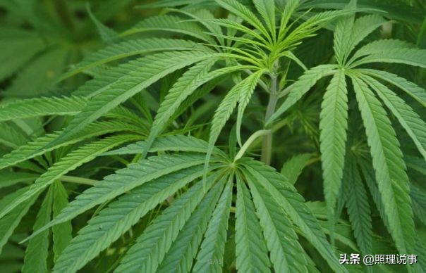 加拿大实行*麻大**合法已半年，为啥*私走**到加拿大的*麻大**反而增多了？