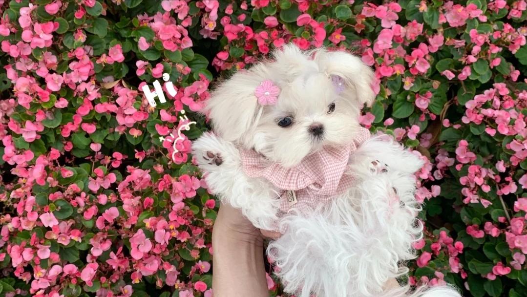 小型犬都容易得皮肤病吗,小型犬都有基因缺陷