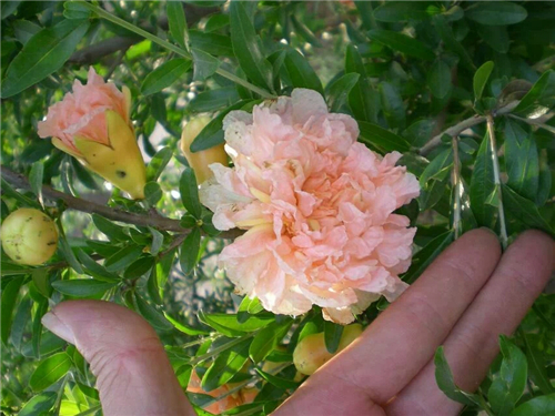 石榴优良品种牡丹石榴,喜欢石榴是因为什么