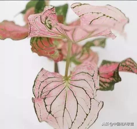 打翻了调色盘的花,打翻了调色盘的美景