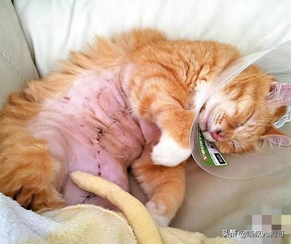 猫咪乳腺炎肿块一般多久才会消掉,猫奴都该知道的猫咪医疗保健知识