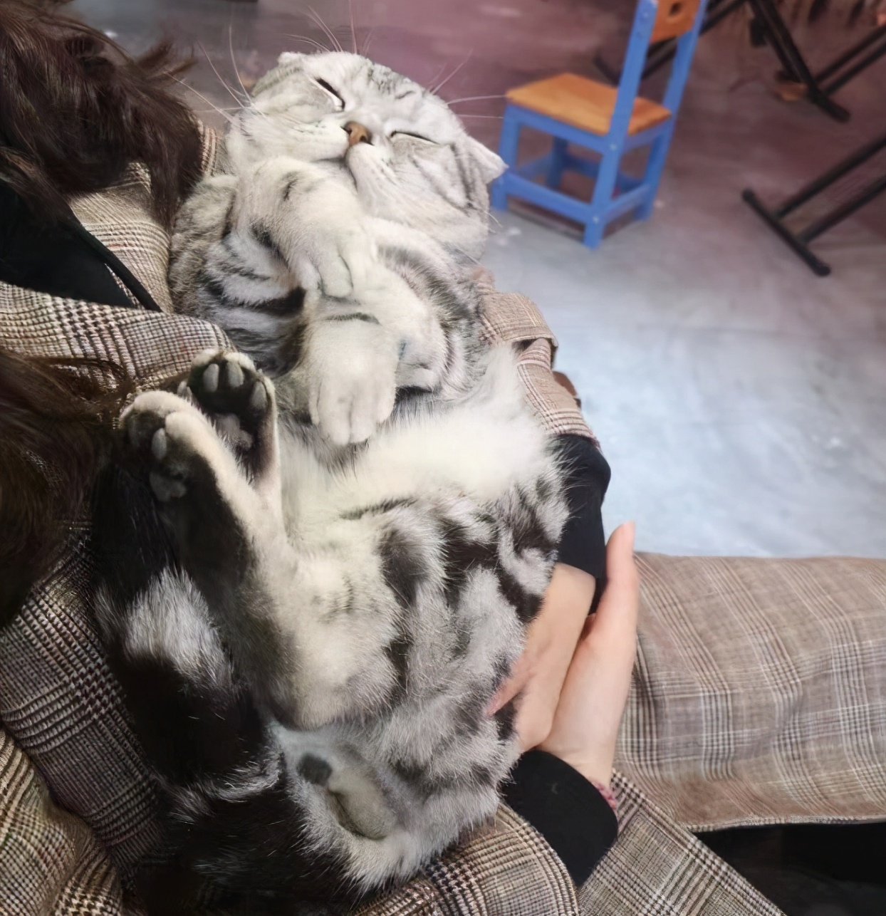 秦皇岛这只网红猫日常“巡逻”你见过吗？岛上还有这些撸猫好去处~