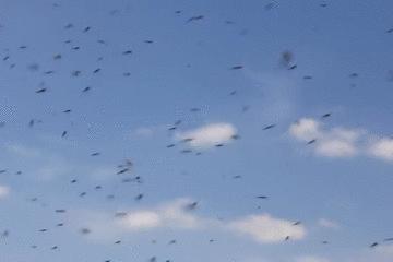 蚊子灭蚊神曲,驱蚊神曲2首