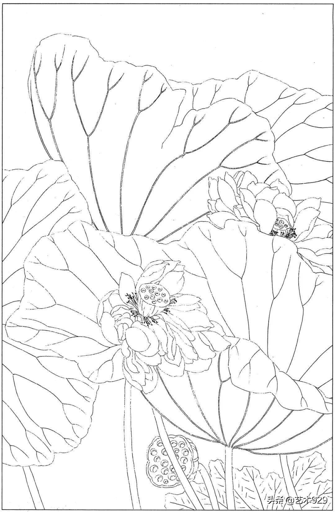 余稚荷花蜻蜓图高清白描底稿,白描荷花勾线方法讲解视频