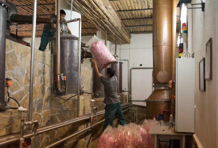 古法萃取玫瑰精油,精油是如何萃取的