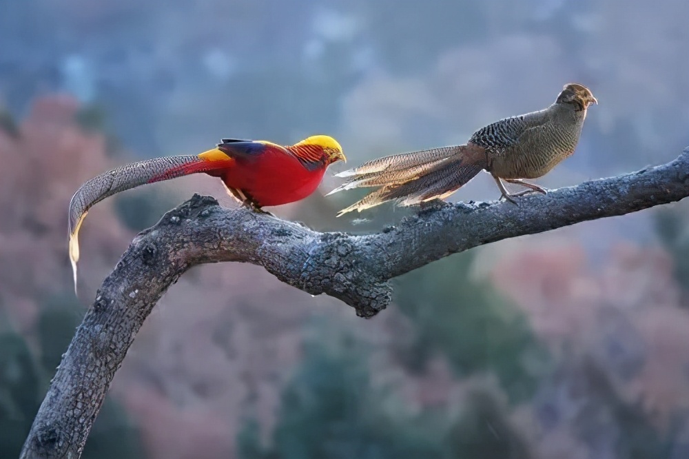 西安景区免票政策,西安市景点优惠政策元旦