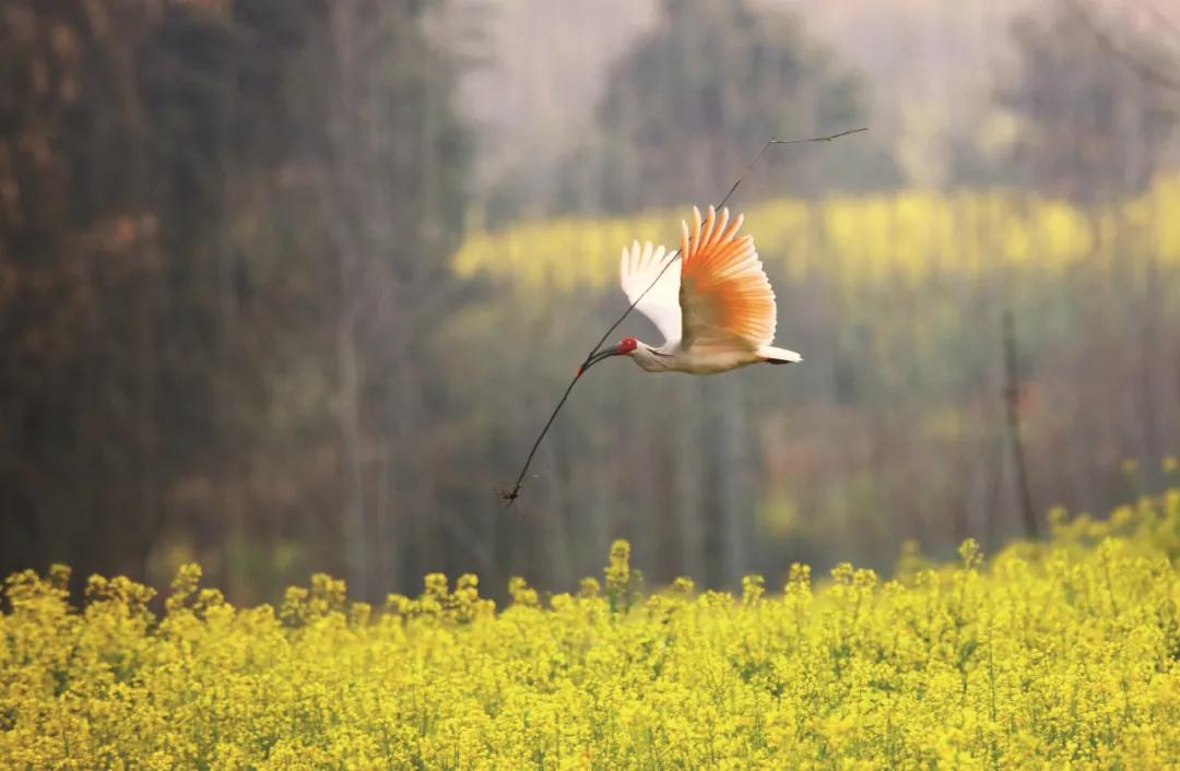 藏羚羊30万一只,藏羚羊30万只了为啥还濒危