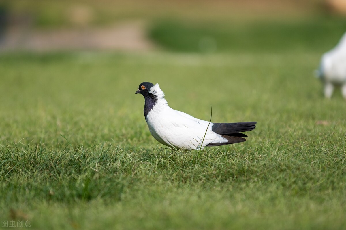 鸽子拉水便怎么办,拉水便了怎么帮助鸽子治疗