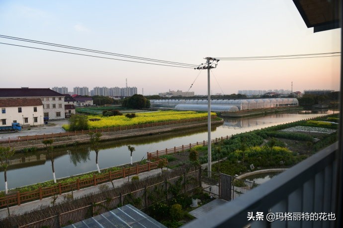 上海洋水仙,上海璞素上居民宿抖音团购