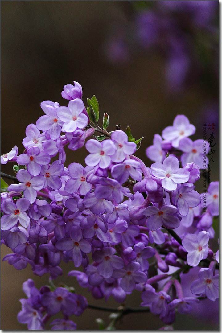 王安忆长恨歌中对流言的描写,王安忆血缘与仙缘