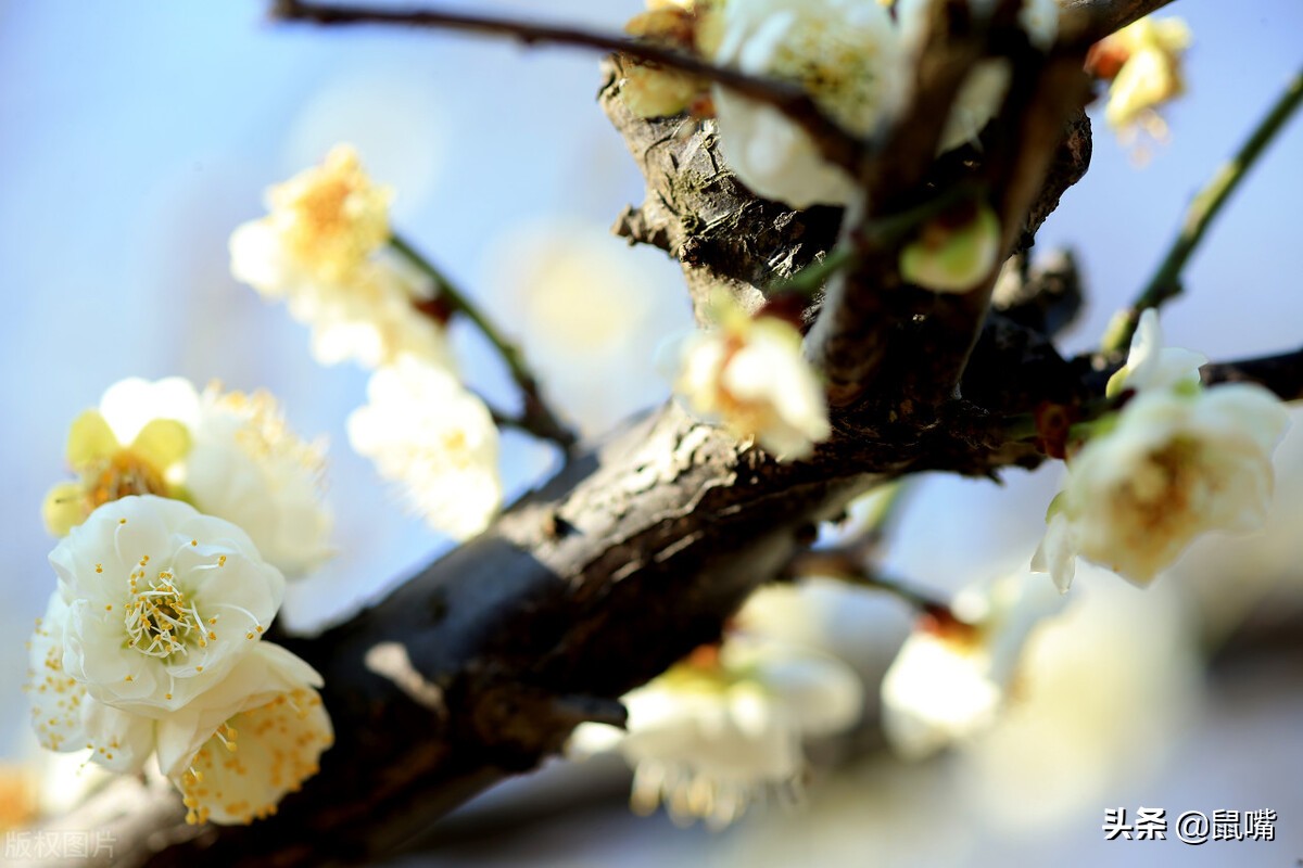 列子原文及译文朗读,列子杨朱篇译文