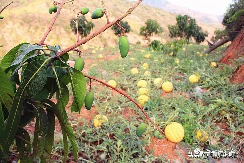弥勒千亩西瓜熟了！黄心瓜、红心瓜、小香瓜…你喜欢哪种？