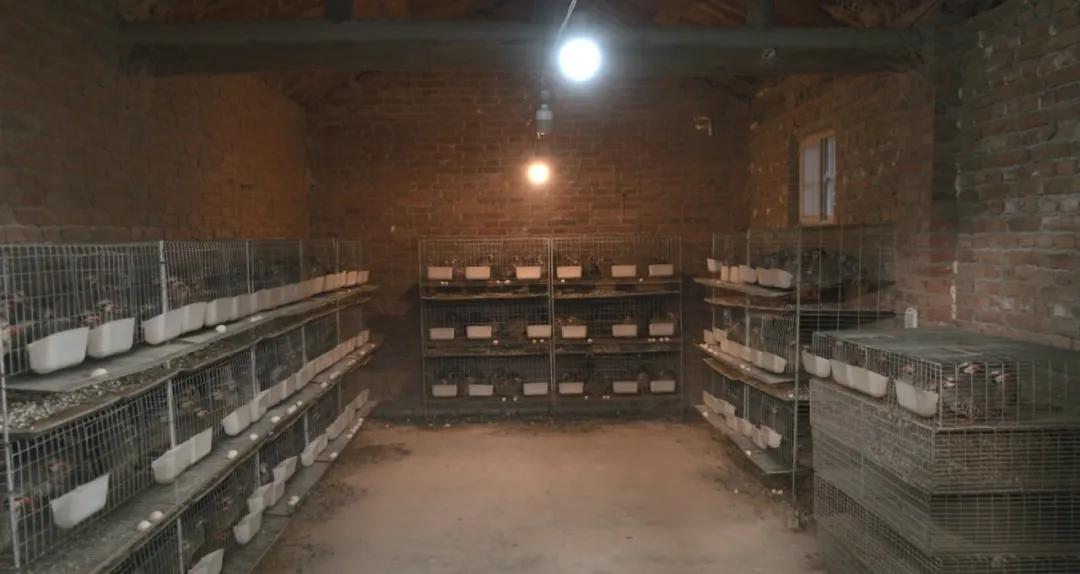 小伙自己创业搞养殖鸡鸭鹅,农村小伙自己创业养殖农场