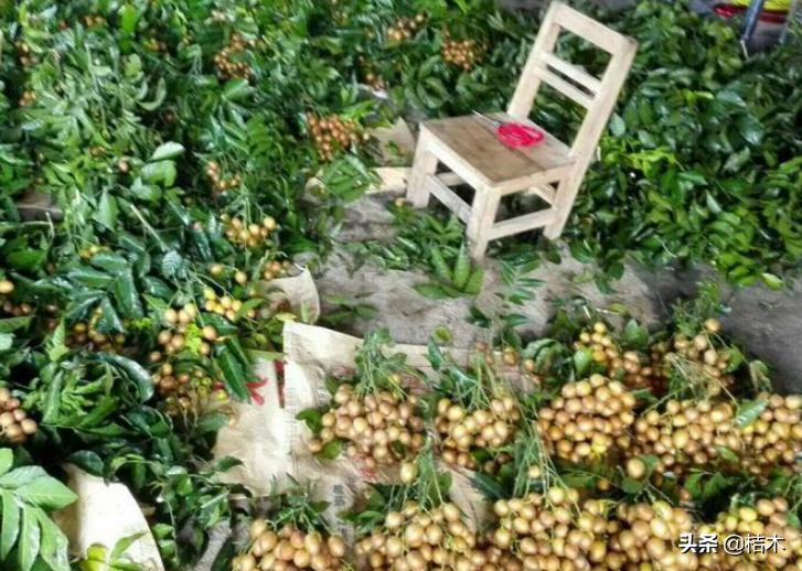 人称正气之果，种植历史悠久，味道不错，很多人却没吃过