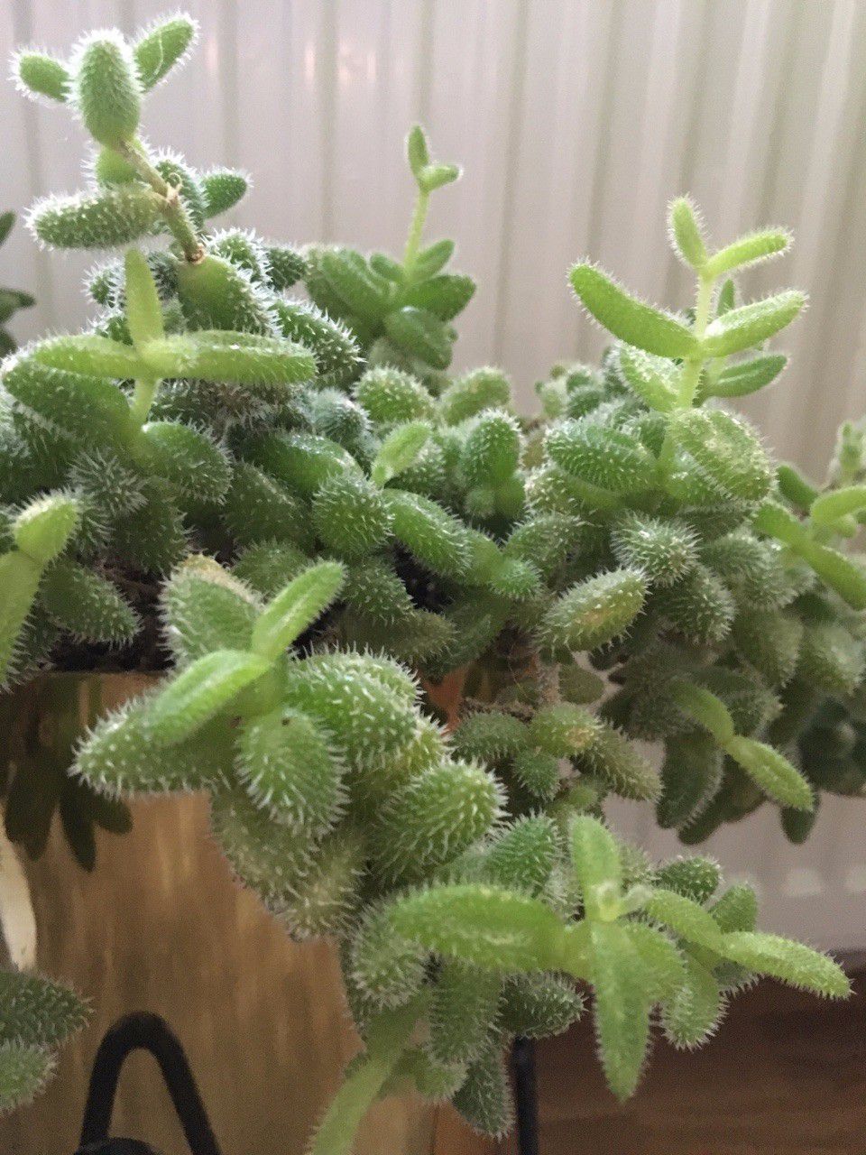 叶子上有尖刺的植物,叶子上带有小刺的草