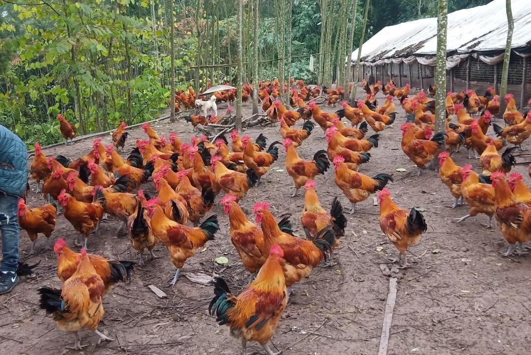 井研这五年丨门坎镇：“竹韵门坎”蝶变跃升