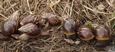 非洲野味入侵全球：在这种巨型蜗牛面前，中国吃货根本狂不起来