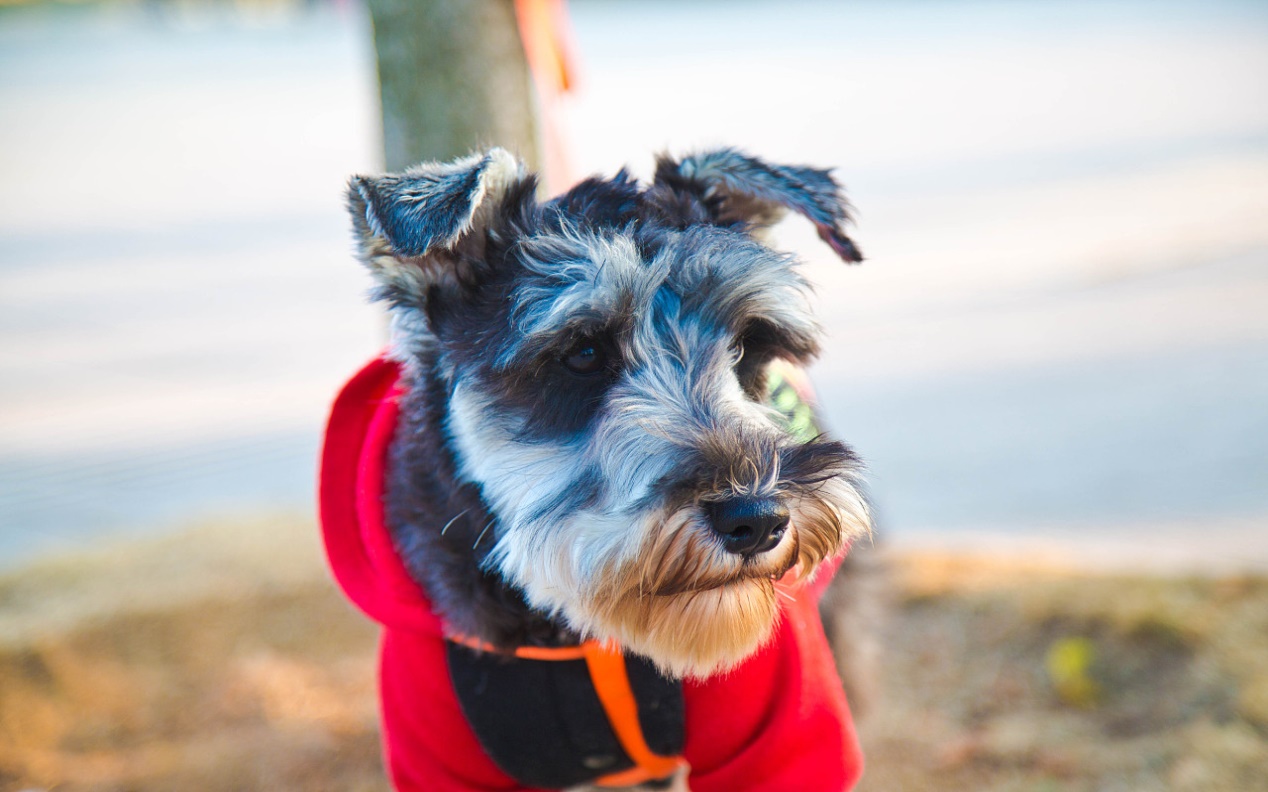 狗狗缺钙有哪些表现怎样补钙,狗缺钙表现有哪些症状图片