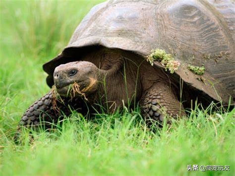 陆龟吃什么粮比较好,陆龟吃什么小的东西
