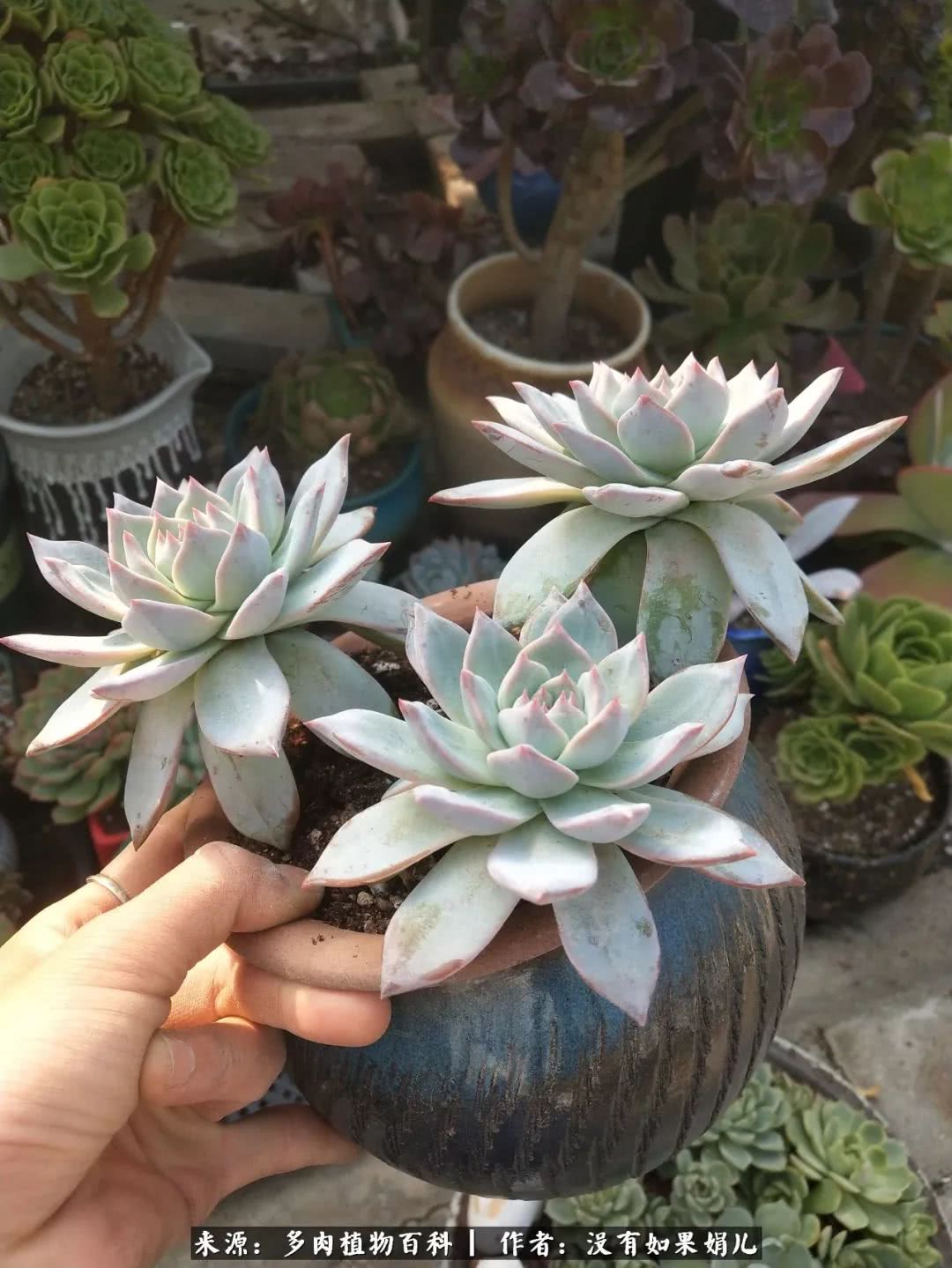 明人不说暗话，我为多肉而来！