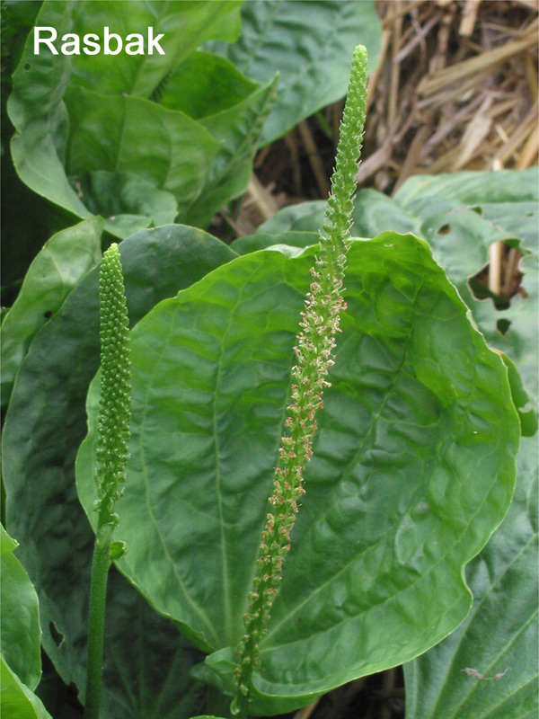 陆龟最喜欢的蔬菜,陆龟爱吃什么