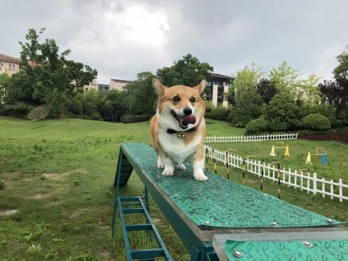 福来恩vs大宠爱,福来恩跟大宠爱哪个相对好一些