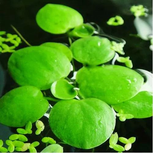 上海乌龟冬眠时间,乌龟冬眠的时间