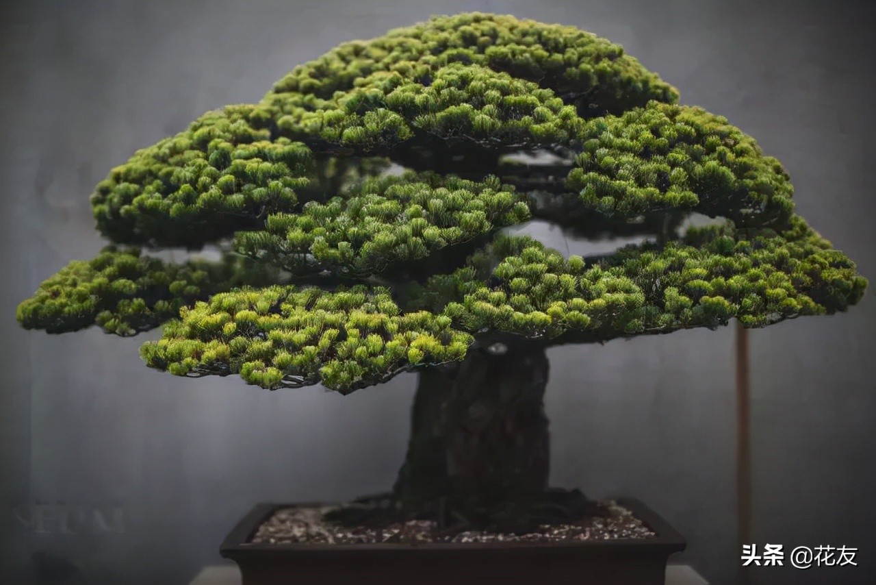 盆景树桩更显沧桑老态,论述树桩盆景根部造型的主要方法