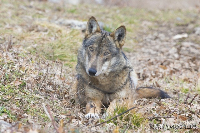 有很多国家都有中国的熊猫英文,哪些国家有中国的熊猫
