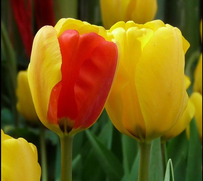 郁金香花之女王,素有花之女王之称的郁金香