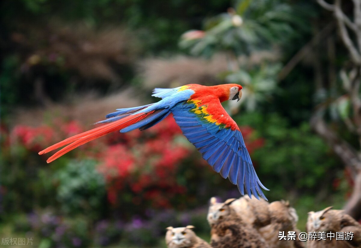 长隆野生动物园动物大巡游,长隆动物园动物视频