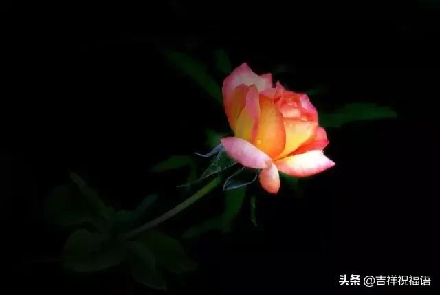5201314，送你999玫瑰花，祝你爱情甜甜蜜蜜