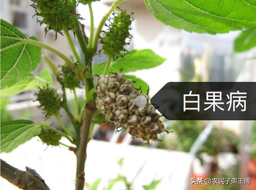 桑葚白果病什么时候防治,桑葚得白果病怎么补救