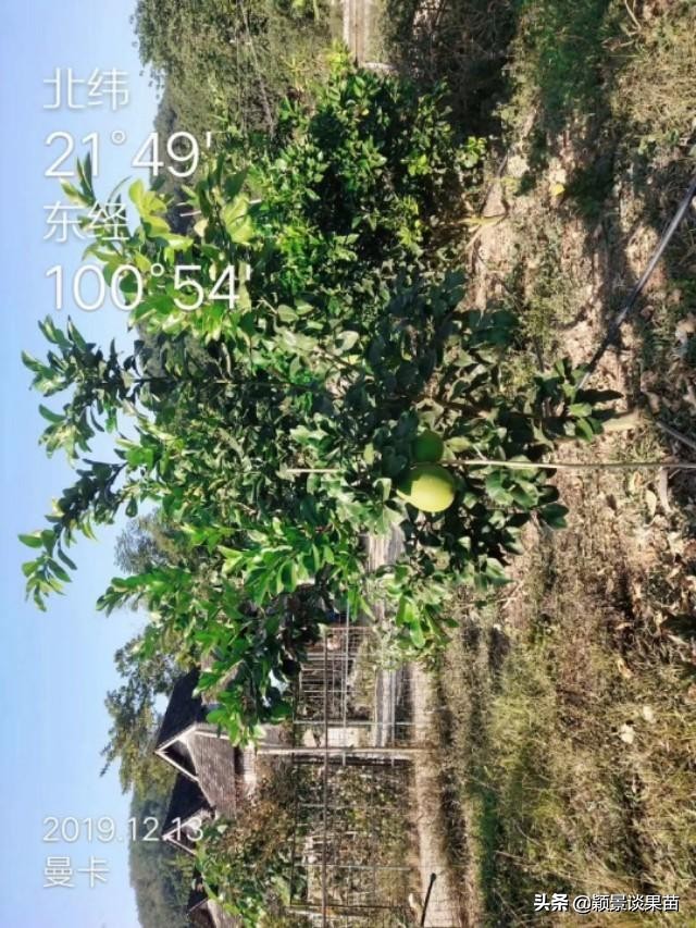 红宝石泰柚是什么,什么是红宝石