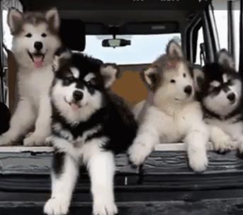 养阿拉斯加前必须了解的四个时期,成年的阿拉斯加犬可以养吗