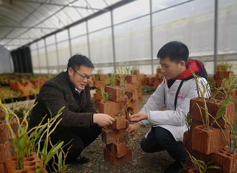 安龙石斛种植技术,贵州大学中草药栽培与鉴定