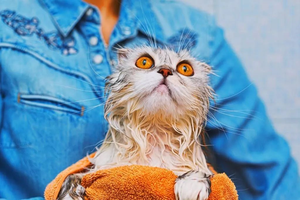 冬天给猫咪洗澡,小狗冬天洗澡注意事项