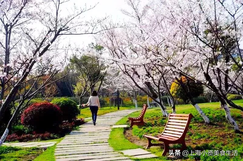 顾村公园一年一度赏樱,顾村公园赏樱点