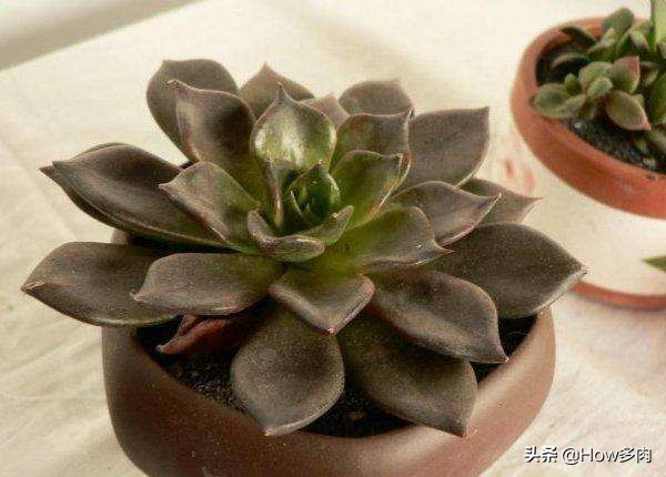普货中的经典款，自带神秘暗黑属性的多肉植物：黑王子多肉植物