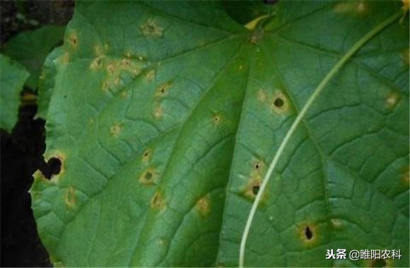 防治黑星病的杀菌剂,什么杀菌剂对黑星病效果好